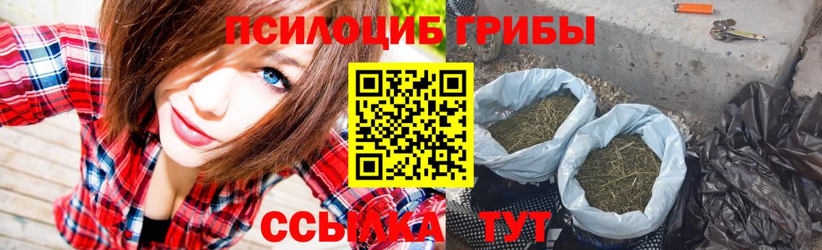 Галлюциногенные грибы Psilocybe Знаменск